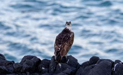 Staring an Osprey in the eye