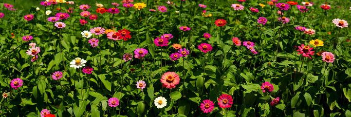 Panorama of a flower bed of flowers of zinnia. Summer flowers of zinnia on a city flowerbed....