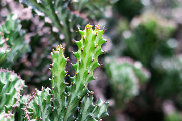 close up textured fresh cactus plant with prickly pears , green color of thorn tree at natural garden . vintage tropical of cactus .