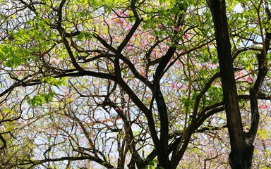 Looking up beautiful tree branches and pink cherry blossom in the fresh nature park blur background