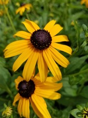 The Sunflower