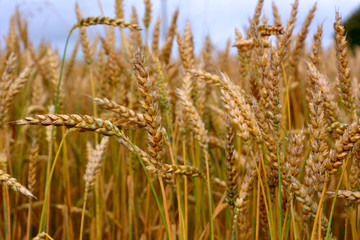 field of ripe ears of wheat under the blue sky, beautiful natural countryside landscape, harvest