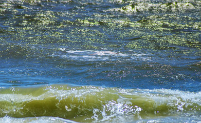Flying seagulls, top view silhouette. Bird flies over the sea. Seagulls hover over deep blue sea. Free flight.