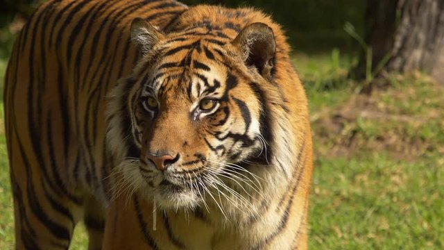 Tiger watching and drooling licks nose, CLOSE UP, SLOW