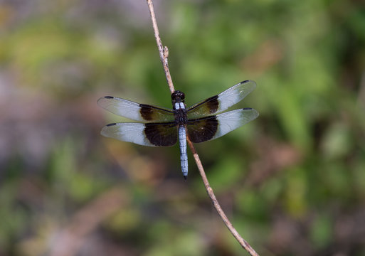 A male Widow Skimmer dragonfly resting on a twig.
