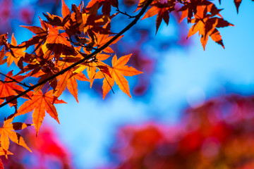 秋の紅葉