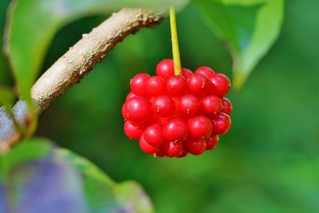 サネカズラの実