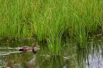 A Northern Shoveler (Spatula clypeata) at Alaska's Reflections Lake