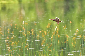 A Northern Shoveler (Spatula clypeata) at Alaska's Reflections Lake