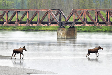 A pair of moose crossing the Matanuska River in Alaska