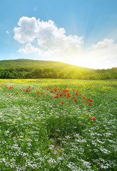 Spring flowers  in meadow.