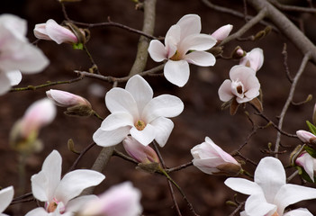 Fototapeta premium Mysterious spring background with white magnolia flowers