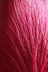 Texture of red leaf.