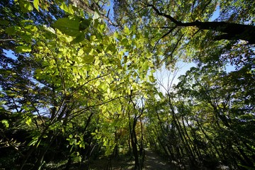 森の遊歩道