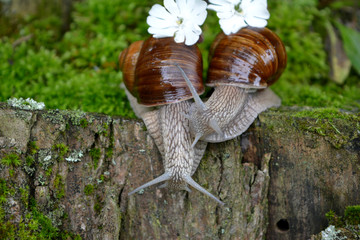 Two snails with white flowers, concept love, kiss, wedding