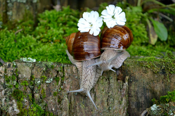 Two snails with white flowers, concept love, kiss, wedding