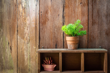 Fresh green tree growing in small brown pot on table with grunge wooden wall as background.