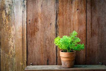 Fresh green tree growing in small brown pot on table with grunge wooden wall as background.