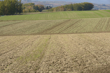 秋の美瑛の田園風景