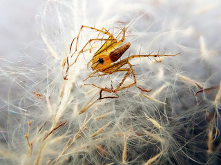Spider as background