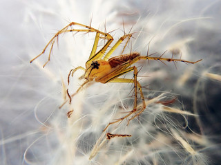 Spider as background