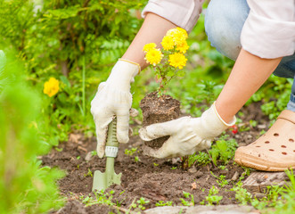 Gardeners hands planting flowers at back yard