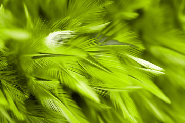 Green bird and chicken feathers in soft and blur style for the background