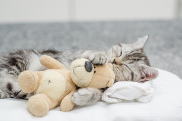 Tabby kitten sleeping with toy bear © Ermolaev Alexandr