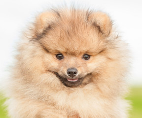 closeup portrait spitz puppy
