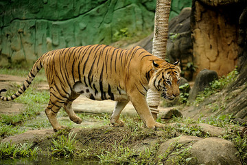 The Malayan tiger (Panthera tigris)
