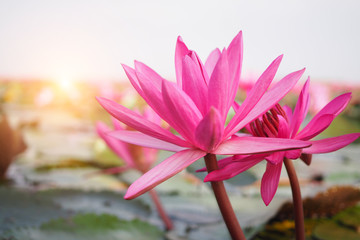 Beautiful pink lotus flower in nature with sunrise for background