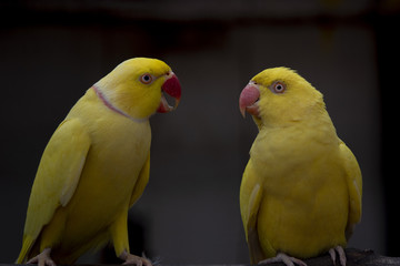 Closeup Yellow rose-ring parakeet Beautiful parrot birds