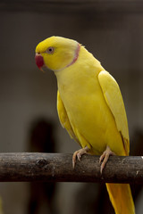 Closeup Yellow rose-ring parakeet ,Beautiful parot bird