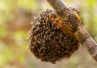 Honeycomb and bee or Apis florea on moringa tree and blur green leaves background.