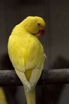 Closeup Yellow rose-ring parakeet ,Beautiful parot bird