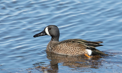 Blue wing teal