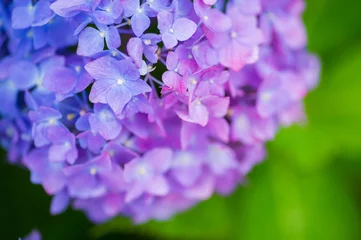 Verduisterende gordijnen 紫陽花 © yuu  nakamura