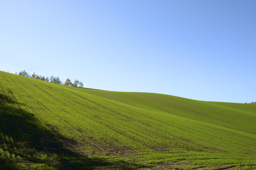 秋の美瑛丘陵地