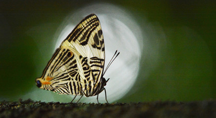 Fototapeta na wymiar borboleta, butterfly