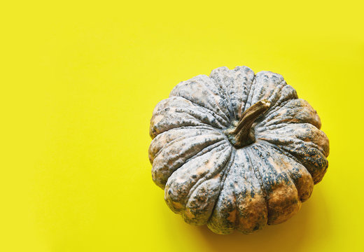 Close-up, Top view pumpkin on vibrant yellow mustard background with copy space or text space