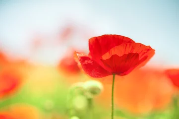 Photo sur Plexiglas Coquelicots Red poppy flowers against the sky.