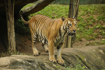 Fototapeta premium The Malayan tiger (Panthera tigris)