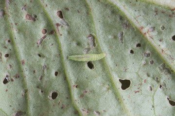 worm on cabbage © vaakim