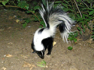 A Skunks Visits Camp in Oak Creek Canyon