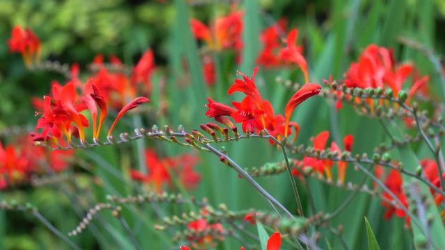 Crocosmia plant with red flowers and honey bees flying and feeding on nectar