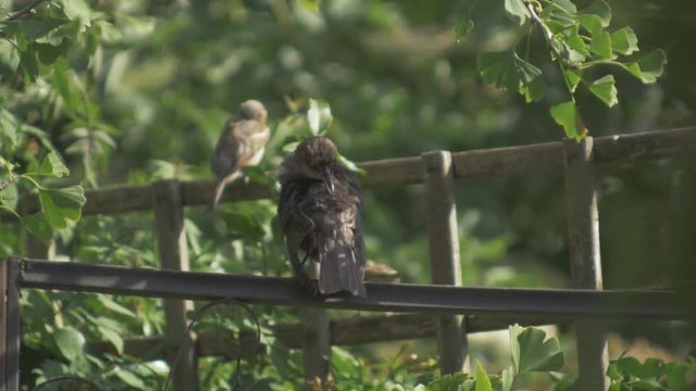 Birds cleaning themselves on wooden frame in lush green garden