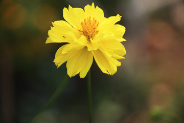 Obraz premium A yellow flower in the garden on summer.