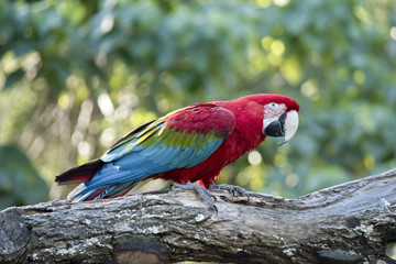 scarlet macaw
