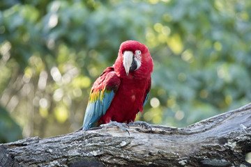 scarlet macaw