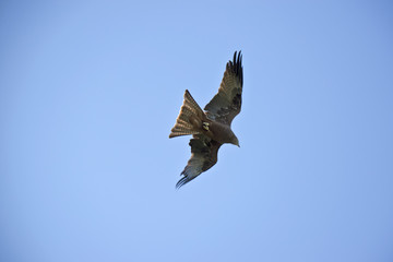 black kite